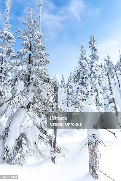 Winter Forest Landscape And Nature On Cold Sunny Day Stock Photo - Download Image Now