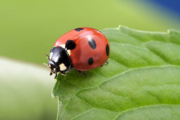 marienkäfer auf blatt - ladybug stock-fotos und bilder