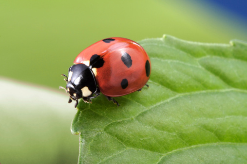 Macro photo of a ladybug on a Chamomile plant