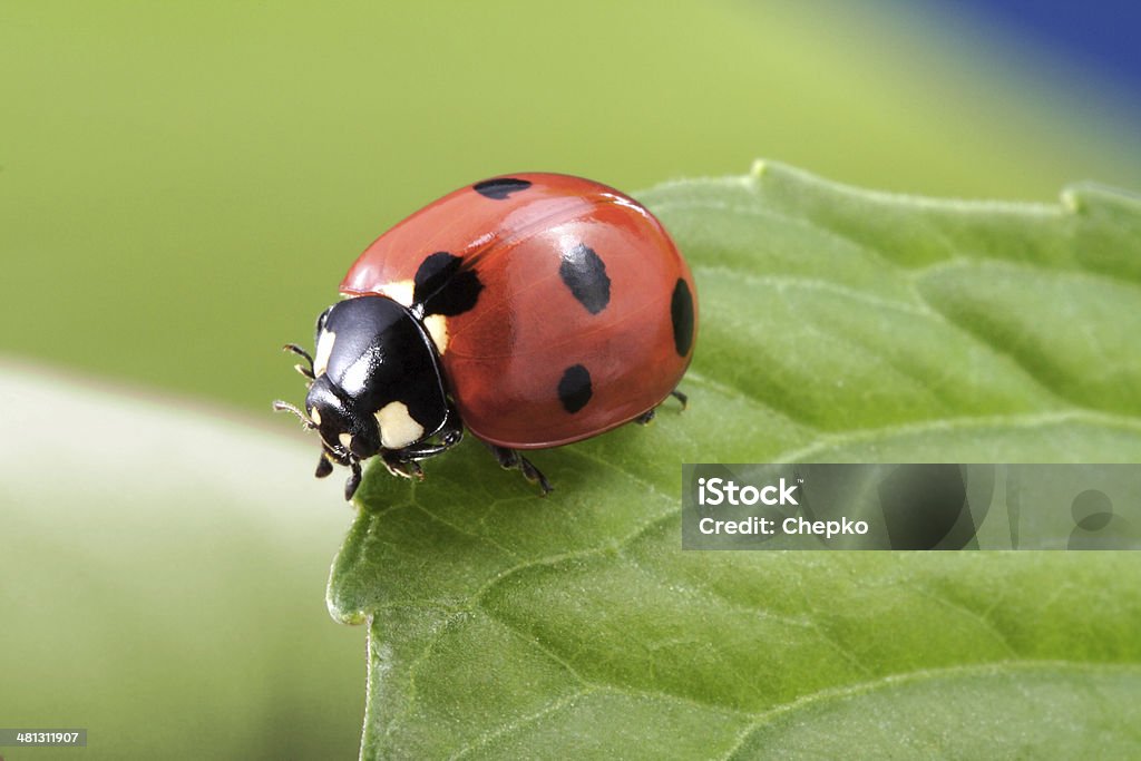 ladybug on leaf Ladybug Stock Photo