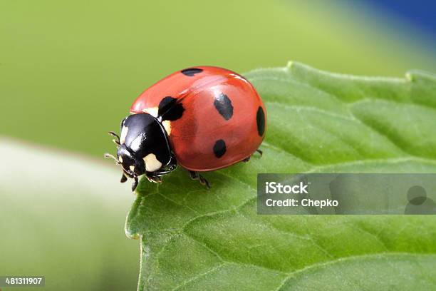 Ladybug On Leaf Stock Photo - Download Image Now - Ladybug, Close-up, Beetle