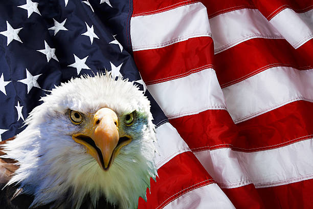 istock North American Bald Eagle on American flag 481312006