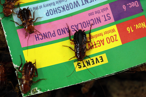 Vienna, Austria - June 7, 2015: Turkestan cockroaches (Blatta lateralis) sitting on a printed cultural program in Vienna, Austria.