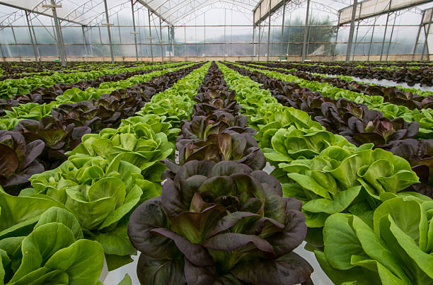 istock Lettuce crops in greenhouse 481312936