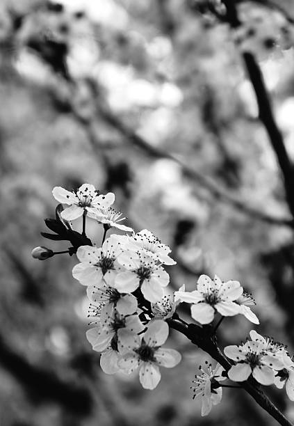istock Spring cherry flowers blooming closeup black and white 481313169