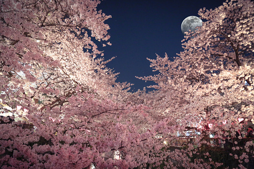 Cherry Blossoms or \
