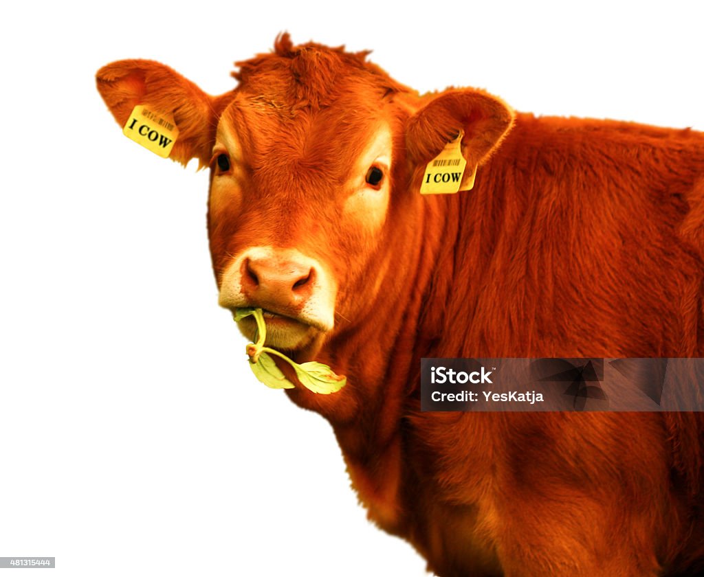 All cows must have the code/name earrings file_thumbview_approve.php?size=1&id=69294041 Cow Stock Photo