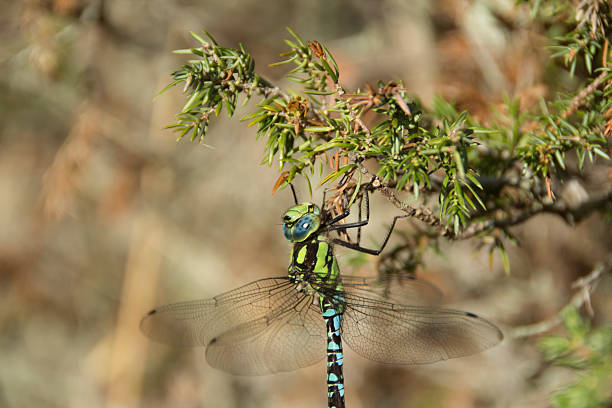 Dragonfly Closeup stock photo