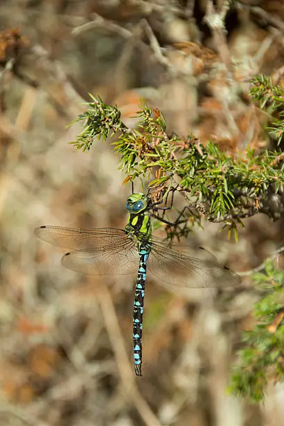 Closeup of dragonfly hanging on shrub