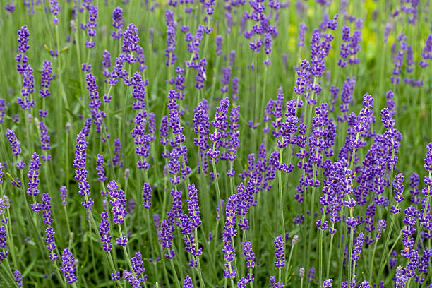 istock Gardens with the flourishing lavender 481315707