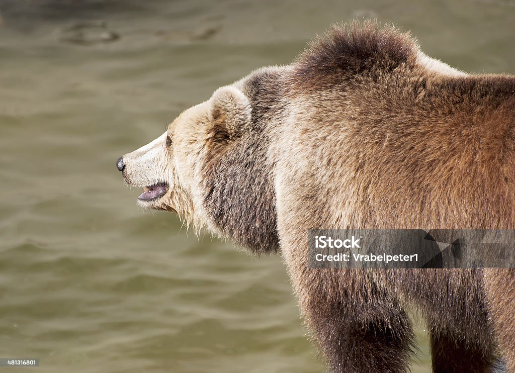 Brown bear captura de peces - Foto de stock de Agua libre de derechos