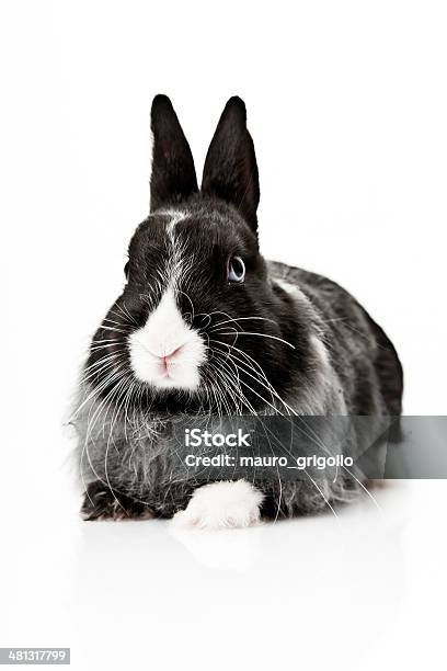 Rabbit On White Background Stock Photo - Download Image Now - Animal, Baby Rabbit, Black Color