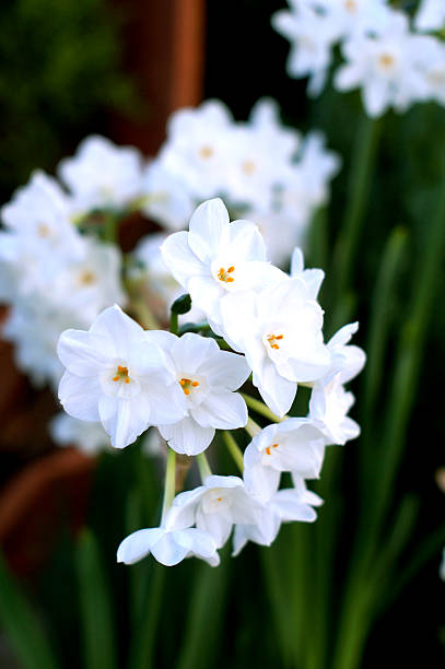 weiße blumen auf grünem hintergrund narcissus - spring paperwhite narcissus flower temperate flower stock-fotos und bilder