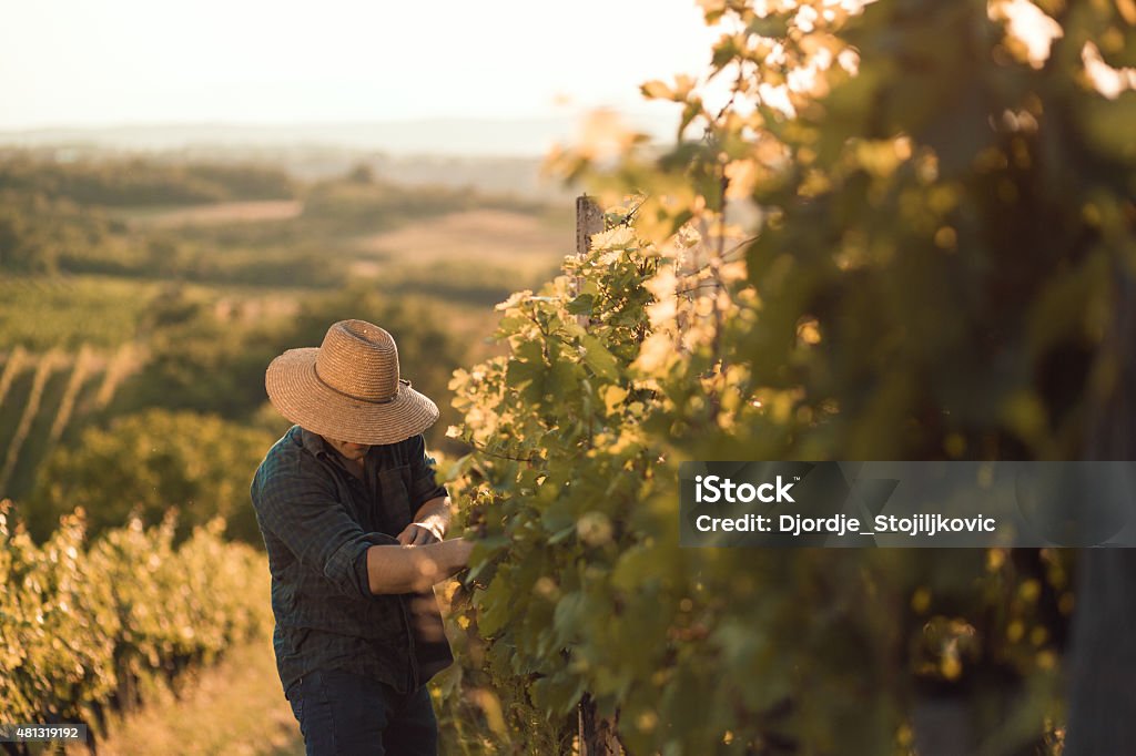 Farmer in his vineyard Farmer with hat working  in his vineyard Vintner Stock Photo