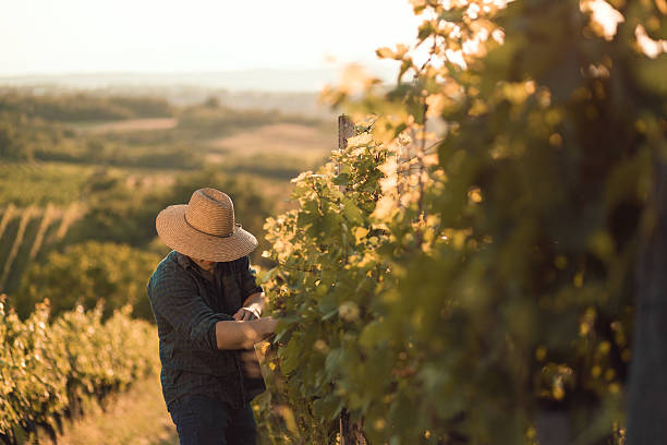 Farmer in his vineyard Farmer with hat working  in his vineyard winemaking stock pictures, royalty-free photos & images