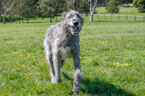 A happy Irish Wolfhound bounds up a grassed hill in a park