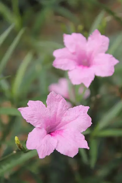 pink flowers bloom in the morning