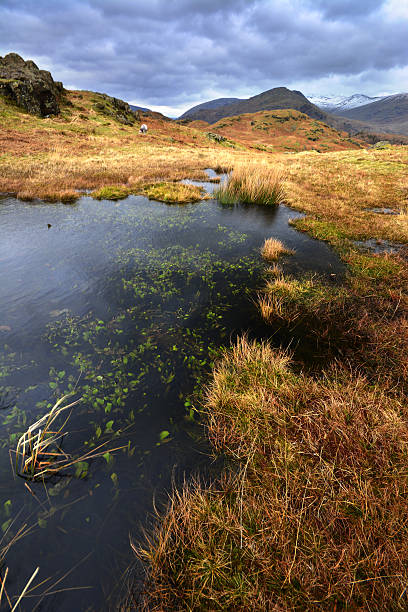 istock Tarn & Grasses and Lily's on Loughrigg Fell 481320986