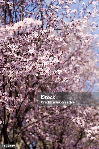 Photo libre de droit de Printemps Fleurs De Cerisier En Fleurs banque d'images et plus d'images libres de droit de Arbre - Arbre, Arbre en fleurs, Avril