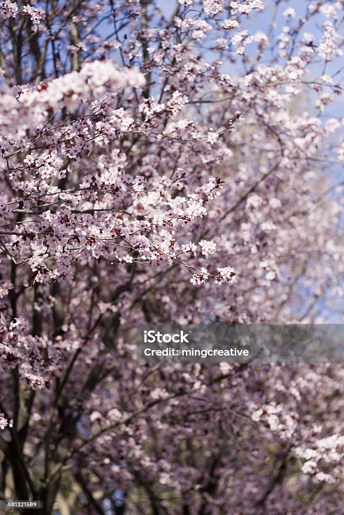 Весна вишневого цветы цветущие - Стоковые фото Апрель роялти-фри