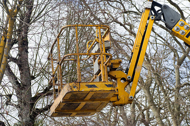 Crane Pick Tree 140+ Mobile Crane Cherry Picker Construction Machinery Picking Up Stock ...