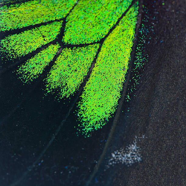 green and black butterfly wing