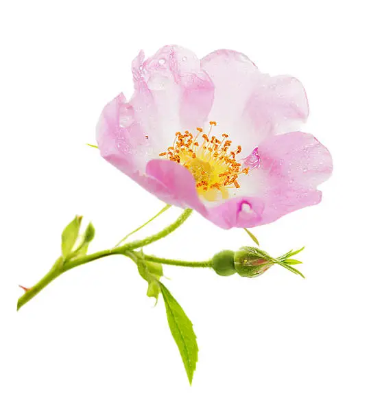 Flower of pink wild rose, covered with dew drops, isolated on white background