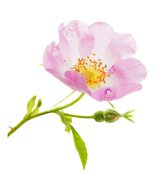 rosa rosa selvagem de flor - dogrose imagens e fotografias de stock
