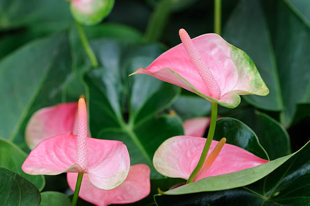 Pink Anthurium stock photo
