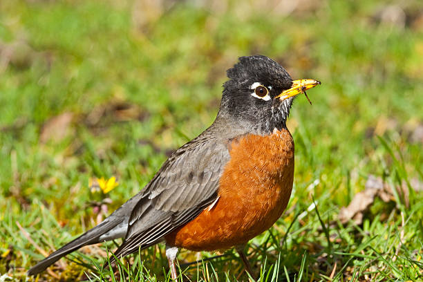 istock American Robin Hunting for Worms 481322527