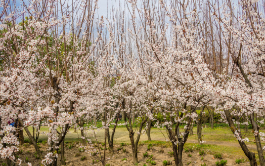 Spring flowers series, Beautiful Cherry blossom ,  sakura flowers