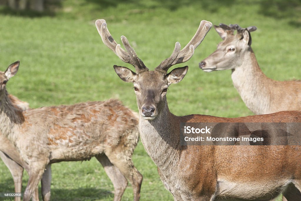 Red Deer in Surrey, England - Lizenzfrei Bock - Männliches Tier Stock-Foto