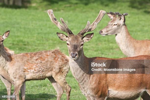 Red Deer In Surrey England Stockfoto und mehr Bilder von Bock - Männliches Tier - Bock - Männliches Tier, England, Europa - Kontinent