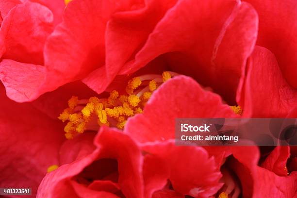Red Japanese Camellia Stock Photo - Download Image Now - Camellia, Flower, Macrophotography
