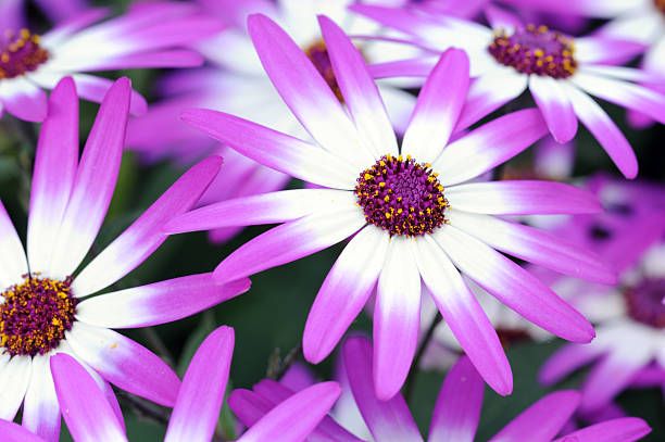 Hybrid Cineraria Hybrid Cineraria cineraria stock pictures, royalty-free photos & images