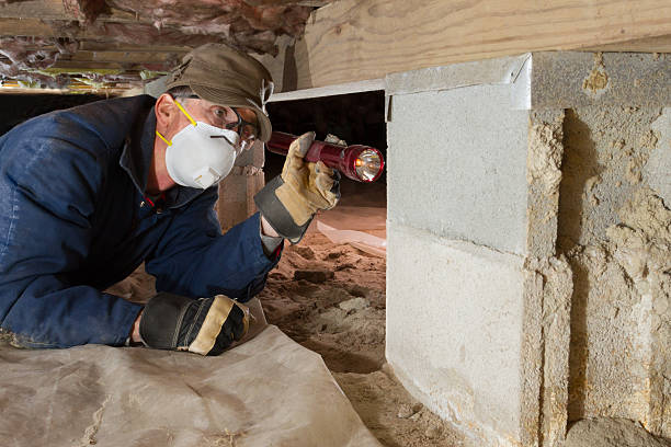 Home inspector looks for termites in residential home's crawl space Termite inspector in residential crawl space inspects a pier for termites. termite photos stock pictures, royalty-free photos & images