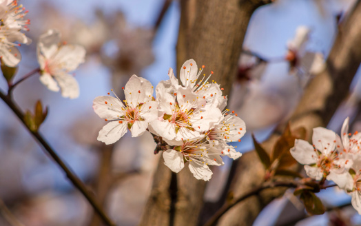 Spring flowers series, Beautiful Cherry blossom ,  sakura flowers