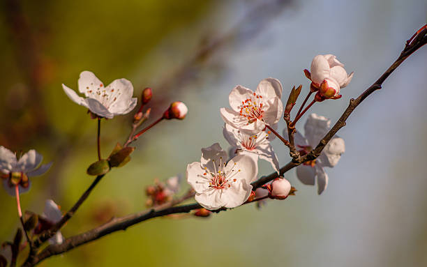 istock Spring flowers series, Beautiful Cherry blossom , sakura 481324135