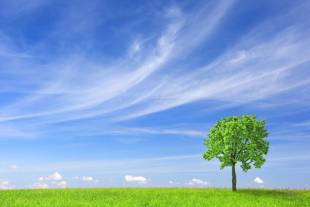 istock Summer Landscape - XXXL 481324355