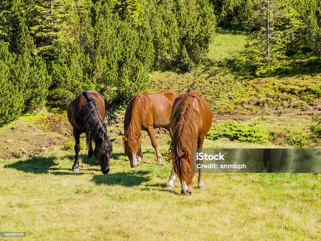 Three horses on a mountain pasture Two bay horses and one dark bay horse grazing on mountain pasture. Carpathian Mountains. 2015 Stock Photo