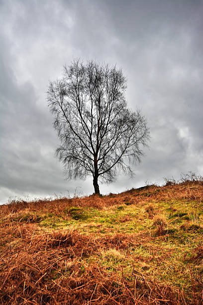 istock Tree & Ferns on Loughrigg Fell 481325560