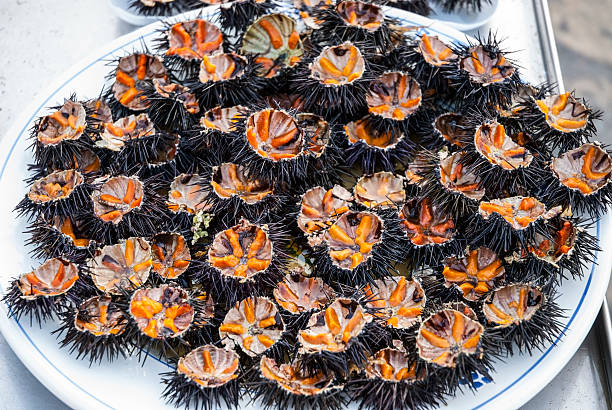 Sea urchins on plate stock photo