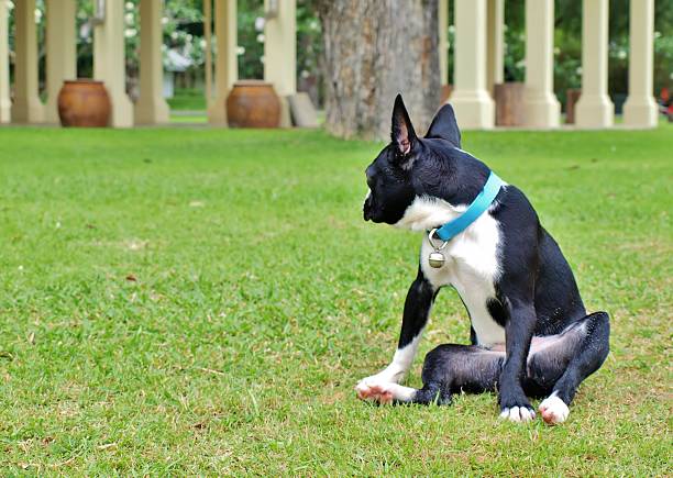 istock Boston Terrier on the green grass 481325988