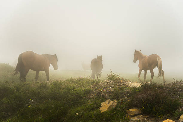 istock Horses in the fog 481326036