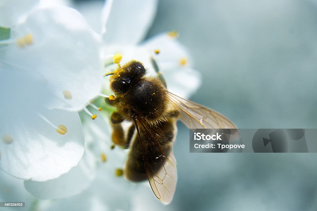 bee on flower 2015 Stock Photo