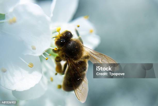 Bee On Flower Stock Photo - Download Image Now - 2015, Animal, Animal Body Part