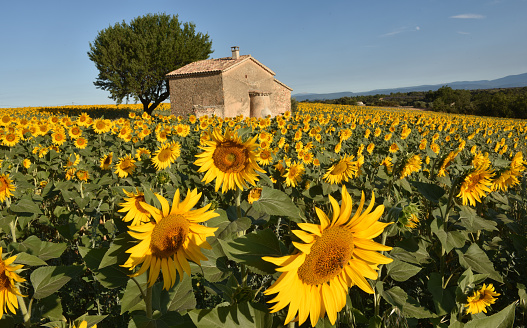 A small stone villa in Provence surrounded by sunflowers in agricultural cultivation