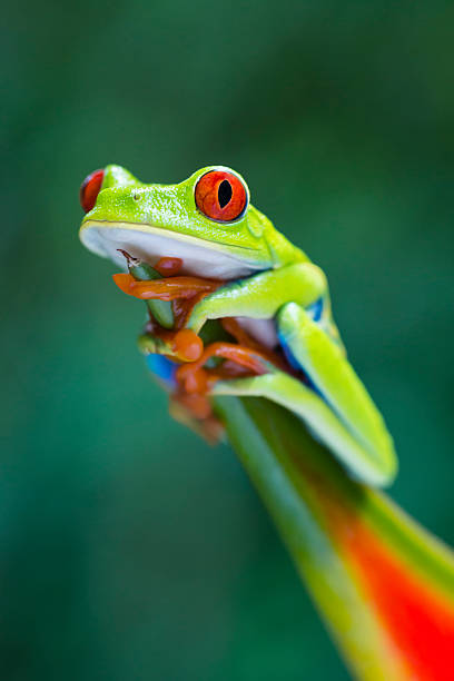 raganella dagli occhi rossi arrampicata su eliconia fiore, costa rica animale - red frog foto e immagini stock
