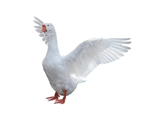 Photo of Goose on a white background