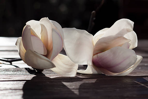 istock Beauty of magnolia 481329947